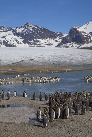 St Andrews Bay, South Geogia Island 226.jpg